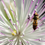 Belted Hoverfly, Syrphidae On A Caper Flower Poster
