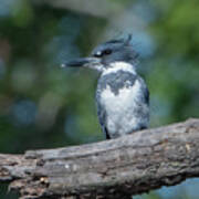 Belted Kingfisher Dsb0380 Poster