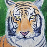 Bengal Tiger Poster