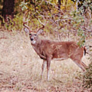 Big 12 Point Buck Deer In Wild Poster