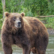 Big Brown Bear In River Poster