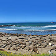 Big Sur Elephant Seals Poster