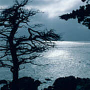 Lone Cypress - Silhouette - Big Sur - Monterey - California. Poster