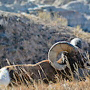 Bighorn Sheep Badlands Poster