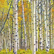 Birch Tree Grove In Autumn Yellow Color Poster