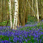 Birch Tree Trunks And Bluebell Woods England Poster