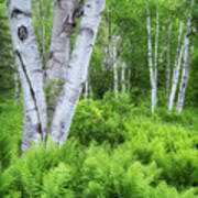Birches And Ferns Poster