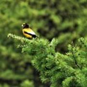 Bird On A Branch Poster