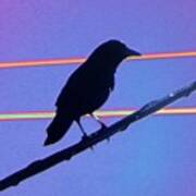 Bird On A Wire - Blue Poster