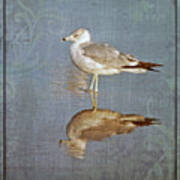 Bird Reflection Poster
