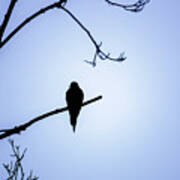 Mourning Dove Silhouette - Blue Skies Poster