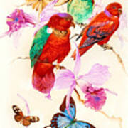 Birds And Butterflies Poster