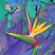 Birds Of Paradise, Blue Poster