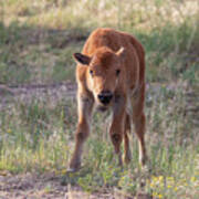 Bison Calf In The Morning Sun Poster