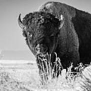 Bison In Black And White Poster