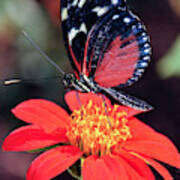 Black And Red Butterfly On Red Flower Poster