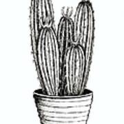 Black And White Cacti In A Pot Poster