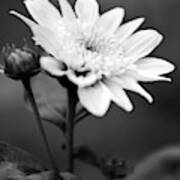 Black And White Coreopsis Flower Poster