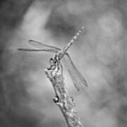 Black And White Dragonfly Poster