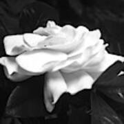 Black And White Gardenia Flower For Home Decor Wall Prints Poster