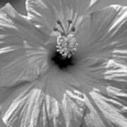 Black And White Hibiscus Poster