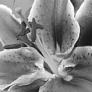 Black And White Lily 2 Poster