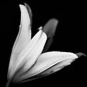 Black And White Lily Poster