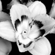 Black And White Lily Poster