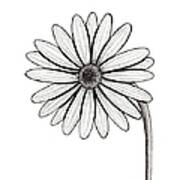 Black And White Marguerite Daisy Poster