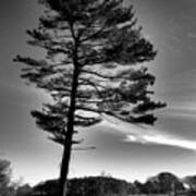 Black And White Pine Tree Poster