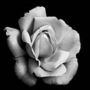 Black And White Rose Bloom Poster