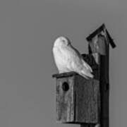 Black And White Snowy Owl 2019-2 Poster