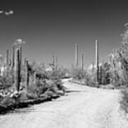 Black Arizona Series - Along The Path Poster