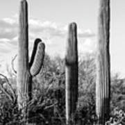 Black Arizona Series - Four Cactus Poster