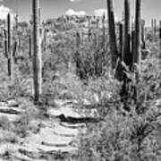 Black Arizona Series - Path Through Cacti Poster