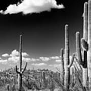 Black Arizona Series - Saguaro Cactus Desert Poster