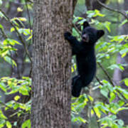 Black Bear Cub Climbing Up Tree Trunk Poster