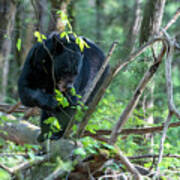 Black Bear Eating Leaves On A Log On The Forest Floor Poster
