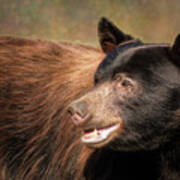 Black Bear Profile Poster
