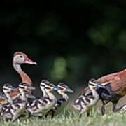Black-bellied Whistling Duck With Its Babies Poster