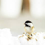 Black-capped Chickadee Poster