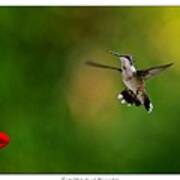 Black-chinned Hummingbird Poster