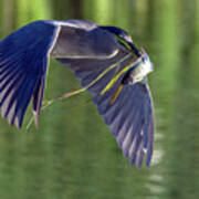 Black-crowned Night Heron With Fish 5049-022721-2 Poster