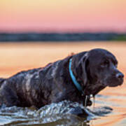 Black Lab In The River At Sunset Poster