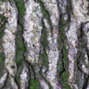 Black Pine Tree Bark Background Poster