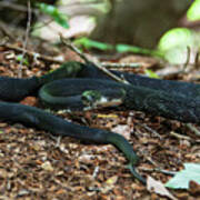 Black Rat Snake Poster