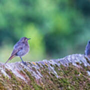 Black Redstart Phoenicurus Ochruros Perched On Stone Wall O Seixo Mugardos Galicia Poster