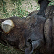Black Rhino Poster