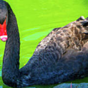Black Swan Full Body Intense Stare Poster