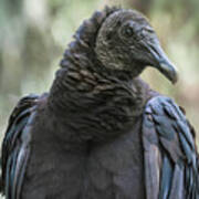 Black Vulture A Bird Of Carrion Poster